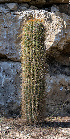 20201009-Sigean-zoo-espostoa-parc-Z07_3175
