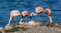 20201009-Sigean-zoo-flamant rose-parc-Z07_3300