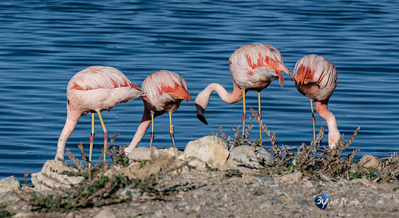 20201009-Sigean-zoo-flamant rose-parc-Z07_3300