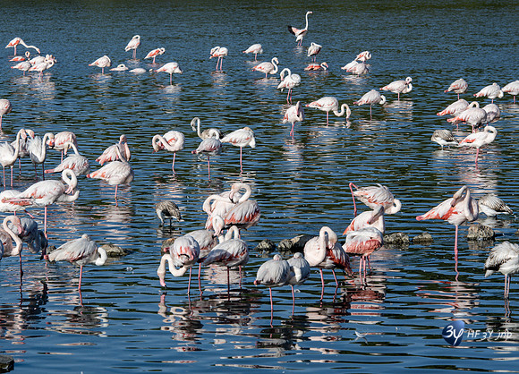 20201009-Sigean-zoo-flamant rose-parc-Z07_3310