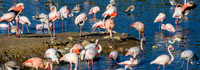 20201009-Sigean-zoo-flamant rose-parc-Z07_3322