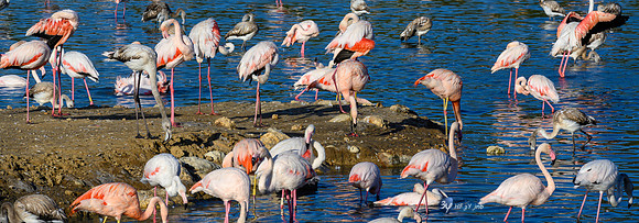 20201009-Sigean-zoo-flamant rose-parc-Z07_3322