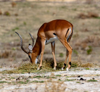 20201009-Sigean-zoo-impala-parc-Z07_3065