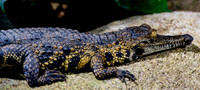 20201009-Sigean-zoo-parc-crocodile-Z07_3264