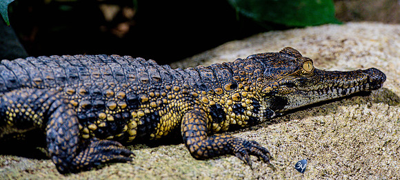 20201009-Sigean-zoo-parc-crocodile-Z07_3264