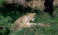 20201009-Sigean-zoo-parc-lion-Z07_3096