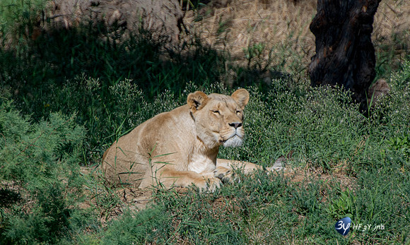 20201009-Sigean-zoo-parc-lion-Z07_3096