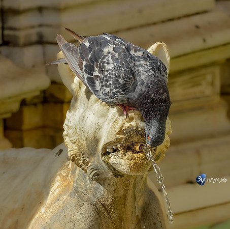 201610-sienna-italie-_NAS5696_4102