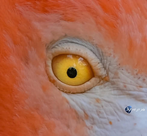 20211027-B-1920-oiseaux~Palmyre-Z07_4416