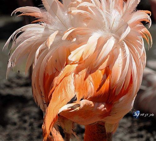 20211027-B-oiseaux-20100516-palmyre-zoo-animal-DSC_1619_094-Modifier