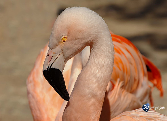 20211027-B-oiseaux-20100516-palmyre-zoo-animal-DSC_1681_131-Modifier-Modifier