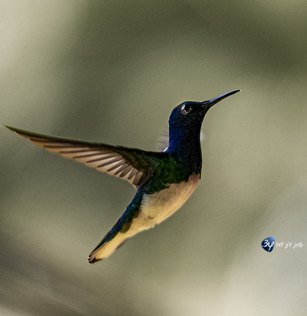 20211027-B-oiseaux-JNB Z07_9443-Modifier