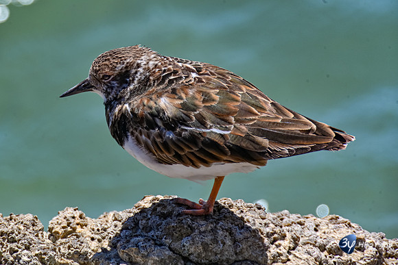 20211027-B-oiseaux-tournepierre à collier--Z07_1787-Modifier