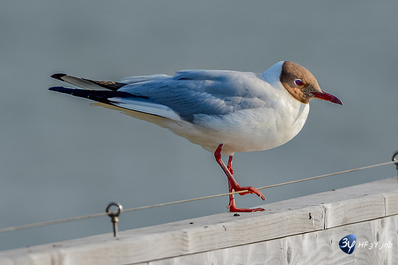 20211027-oiseaux-201307-rochelle-ré-_JNB9392-Modifier