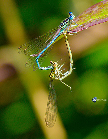 20210908-Macro-Mouillepied-Z07_5468