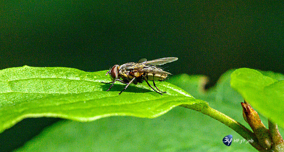 20210908-Macro-Mouillepied-Z07_5494