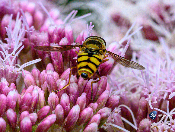 20210908-Macro-Mouillepied-Z07_5505