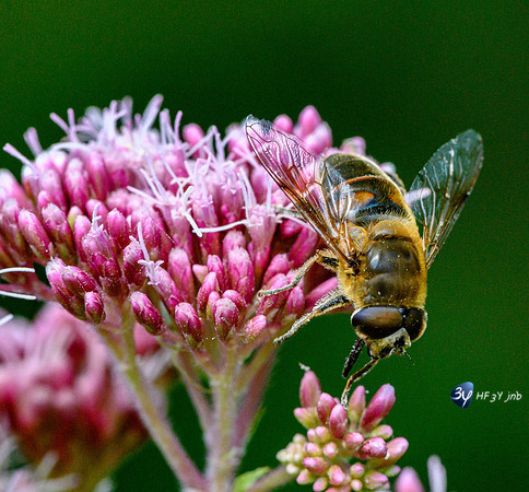 20210908-Macro-Mouillepied-Z07_5503