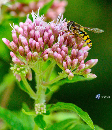 20210908-Macro-Mouillepied-Z07_5507