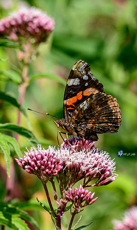 20210908-Macro-Mouillepied-Z07_5524