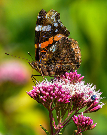 20210908-Macro-Mouillepied-Z07_5525