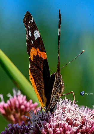 20210908-Macro-Mouillepied-Z07_5539
