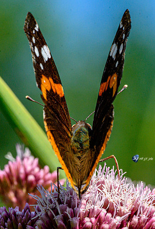 20210908-Macro-Mouillepied-Z07_5542