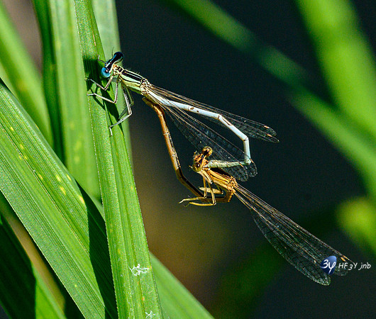20210908-Macro-Mouillepied-Z07_5565