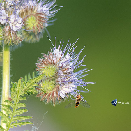 20220502-Vesles-Marais-Z07_1751