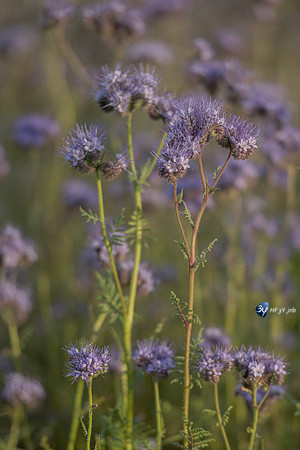 20220502-Vesles-Marais-Z07_1694