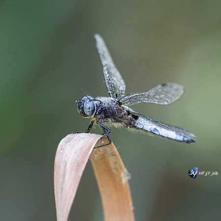20220525-Marais-Périgny-libellules-Z07_2574