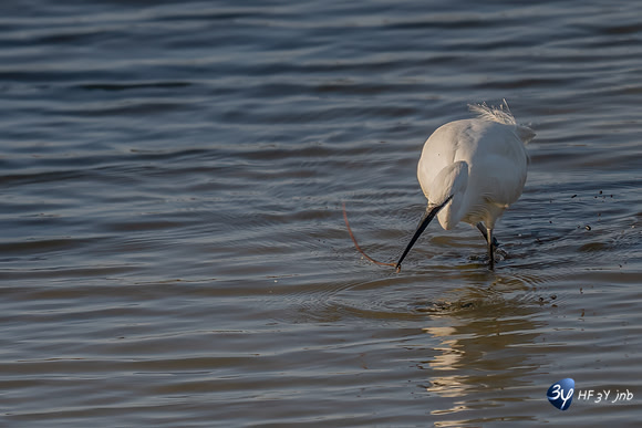 _Z9K3711-2-M