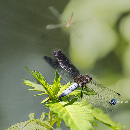 20220521-Marais Poitevin -Arcais -Z07_2462