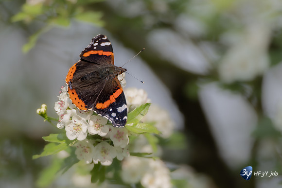 20220425-papillon-marais-brouage-Z07_1039