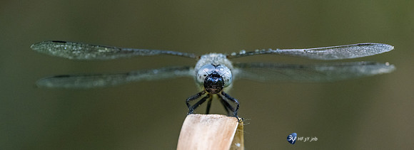 20220525-Marais-Périgny-libellules-Z07_2561