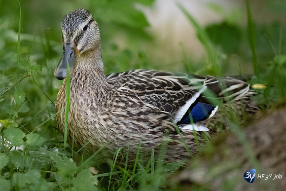 20220521-Marais Poitevin -Arcais -Z07_2443