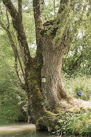 20220521-Marais Poitevin -Arcais -Z07_2482