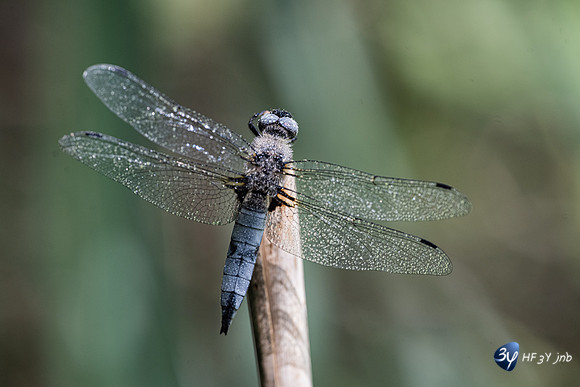 20220525-Marais-Périgny-libellules-Z07_2548