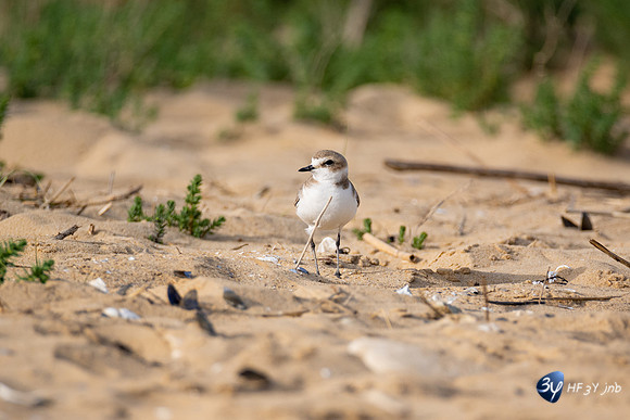 20220428-Aiguillon-plage-Z07_1295