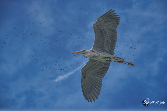 20220425-heron-marais-brouage-Z07_1014-Modifier