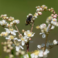 20240509-_Z9D2739--_1