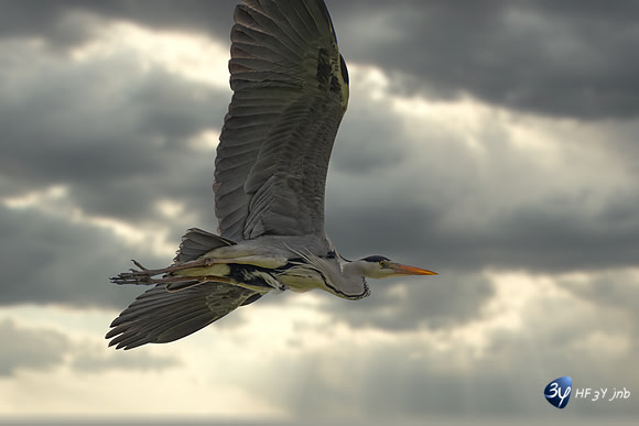 20220425-heron-marais-brouage-Z07_0989-Modifier