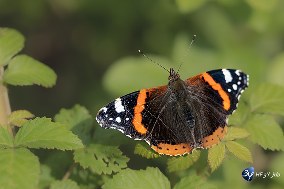 20220425-papillon-marais-brouage-Z07_1064