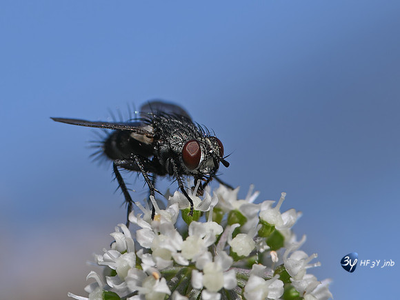 20250812-Bretagne-Z8D_3289-3-Modifier