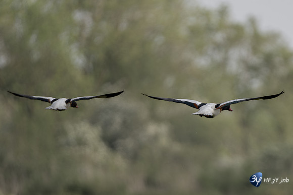 20220425-canard-marais-brouage-Z07_0965