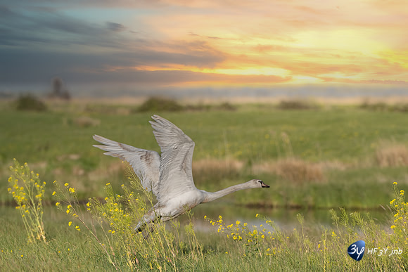 20220412-cygne-marais-brouage-cygne-Z07_0720B