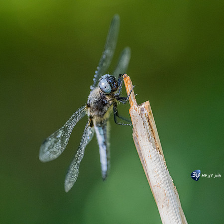 20220525-Marais-Périgny-libellules-Z07_2553