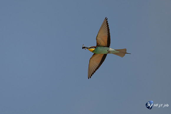 Z9A_8792