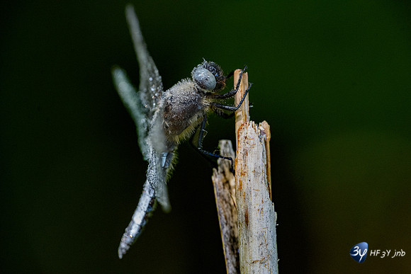 20220525-Marais-Périgny-libellules-Z07_2544