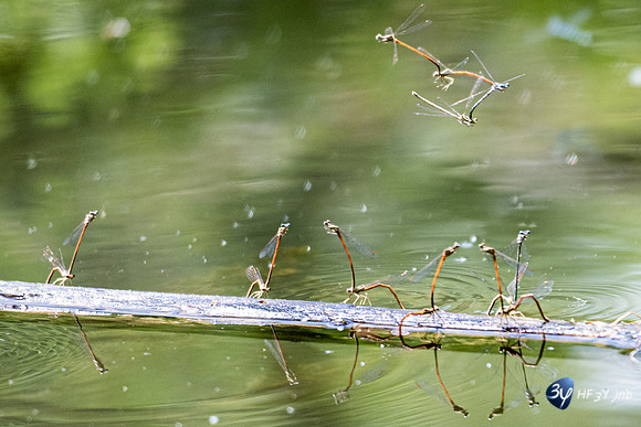 20220521-Marais Poitevin -Arcais -Z07_2477